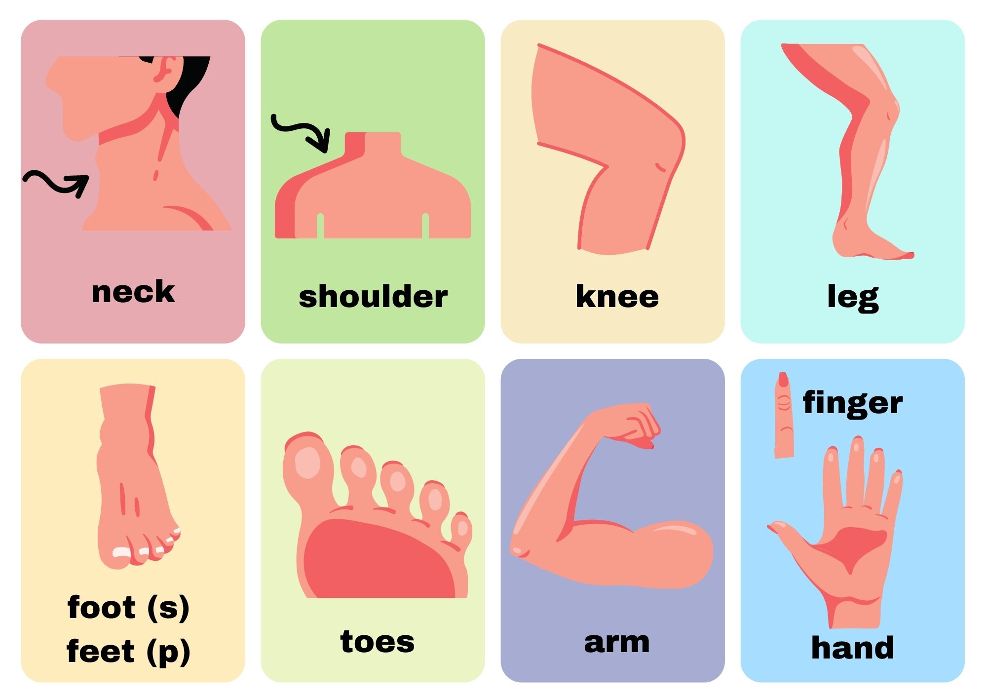 Body Parts Flashcards With Words View Online or PDF Download